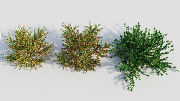 Cytisus scoparius a