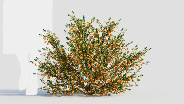 Cytisus scoparius a