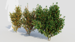 Cytisus scoparius b