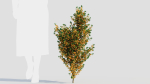 Cytisus scoparius b