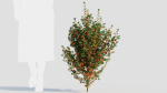 Cytisus scoparius b