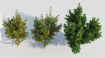 Cytisus scoparius b