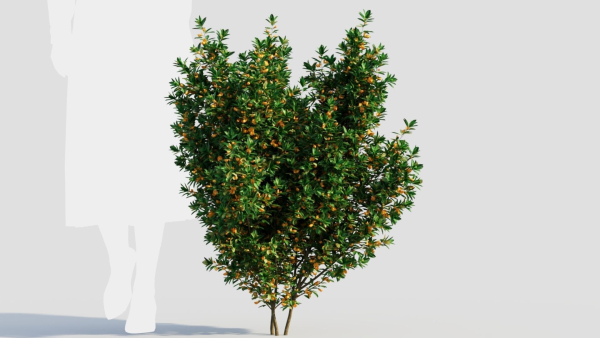 Cytisus scoparius b