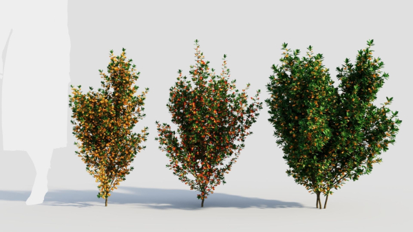 Cytisus scoparius b