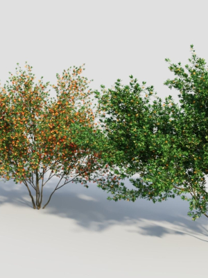 cytisus-scoparius-c-3d-model-0bab5dad8a