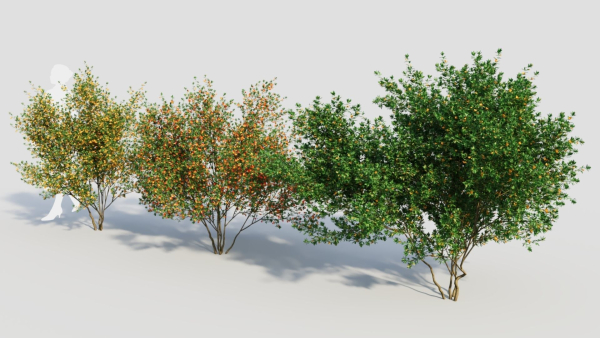 Cytisus scoparius c
