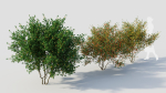 Cytisus scoparius c