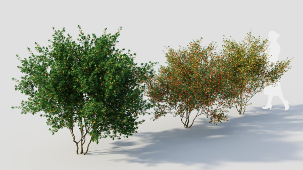Cytisus scoparius c