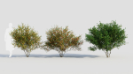Cytisus scoparius c