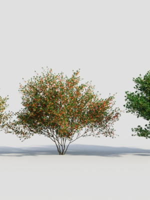 Cytisus scoparius c