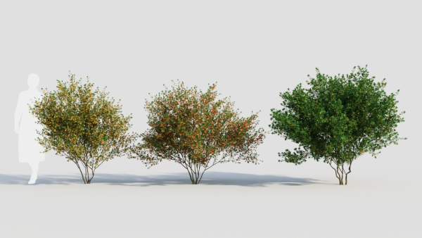 Cytisus scoparius c