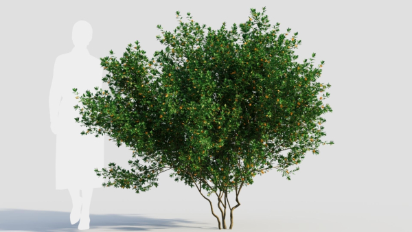 Cytisus scoparius c