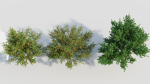 Cytisus scoparius c