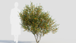 Cytisus scoparius c