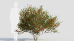 Cytisus scoparius c