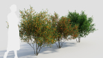 Cytisus scoparius c