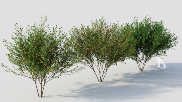 Cytisus scoparius d