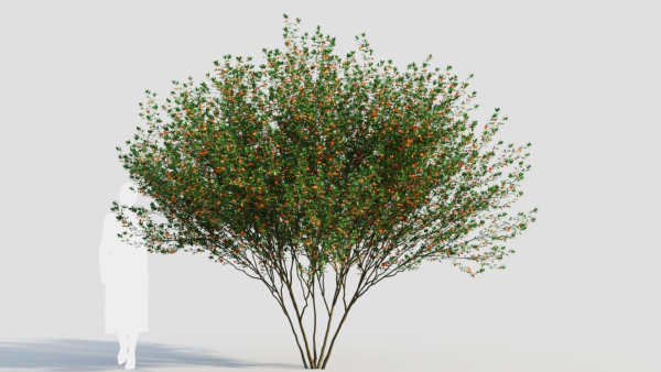 Cytisus scoparius d