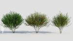 Cytisus scoparius d