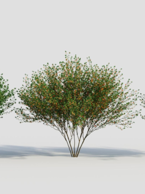 Cytisus scoparius d