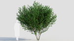 Cytisus scoparius d