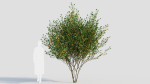 Cytisus scoparius d