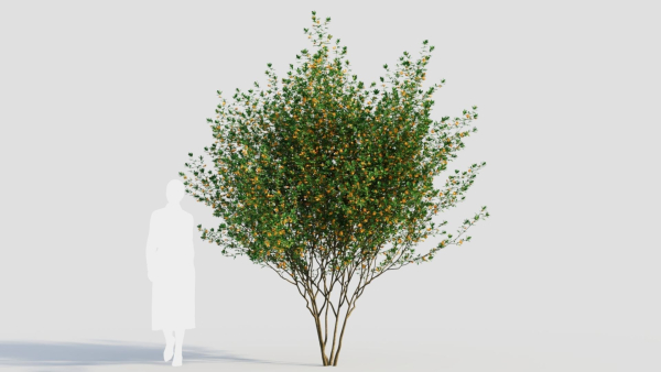 Cytisus scoparius d