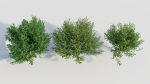Cytisus scoparius d