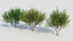 Cytisus scoparius d