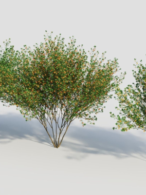 cytisus-scoparius-d-3d-model-d203cbf151