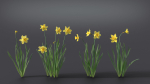 Daffodil Flower Kit  VFX Grace