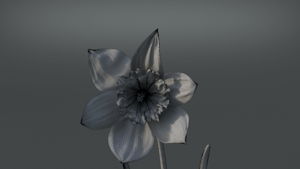 Daffodil Flower Kit  VFX Grace