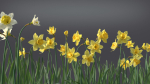Daffodil Flower Kit  VFX Grace