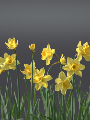 Daffodil Flower Kit  VFX Grace