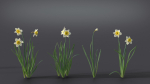 Daffodil Flower Kit  VFX Grace