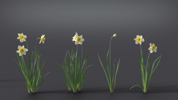 Daffodil Flower Kit  VFX Grace