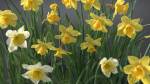 Daffodil Flower Kit  VFX Grace