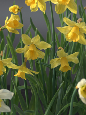 daffodil-flower-kit-vfx-grace-3d-model-b10a1f9583