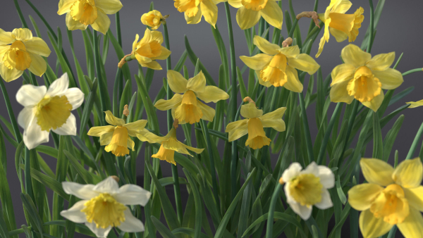 Daffodil Flower Kit  VFX Grace