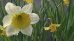 Daffodil Flower Kit  VFX Grace