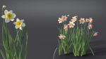 Daffodil Flower Kit  VFX Grace