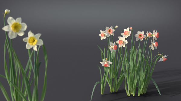 Daffodil Flower Kit  VFX Grace