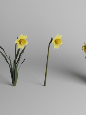 Daffodil Spring Flower