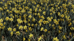 Daffodil Spring Flower