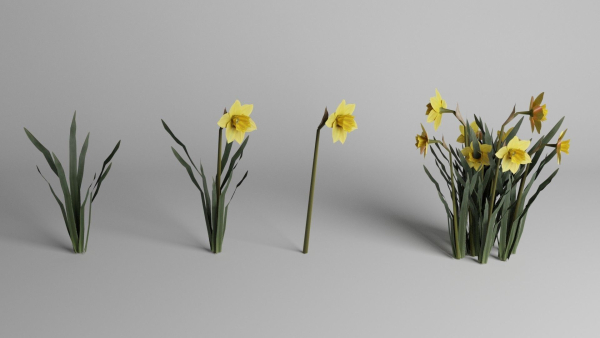 Daffodil Spring Flower