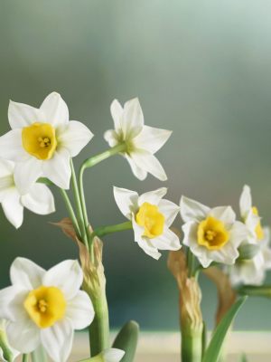 daffodil-vfx-grace-3d-model-obj-blend
