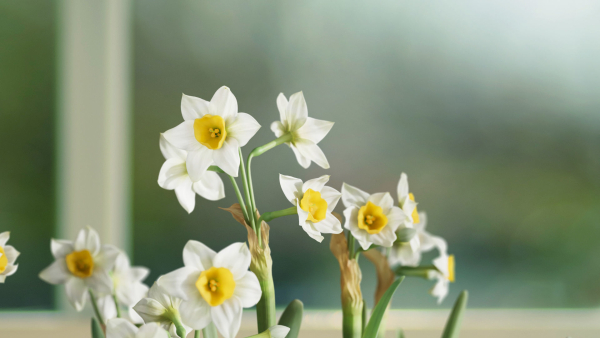 Daffodil  VFX Grace