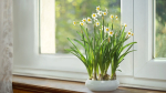 Daffodil  VFX Grace