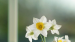 Daffodil  VFX Grace