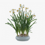 Daffodil  VFX Grace